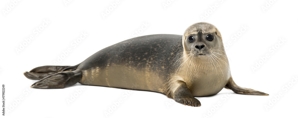 Common seal lying, looking at the camera, Phoca vitulina, 8 months old, isolated on white