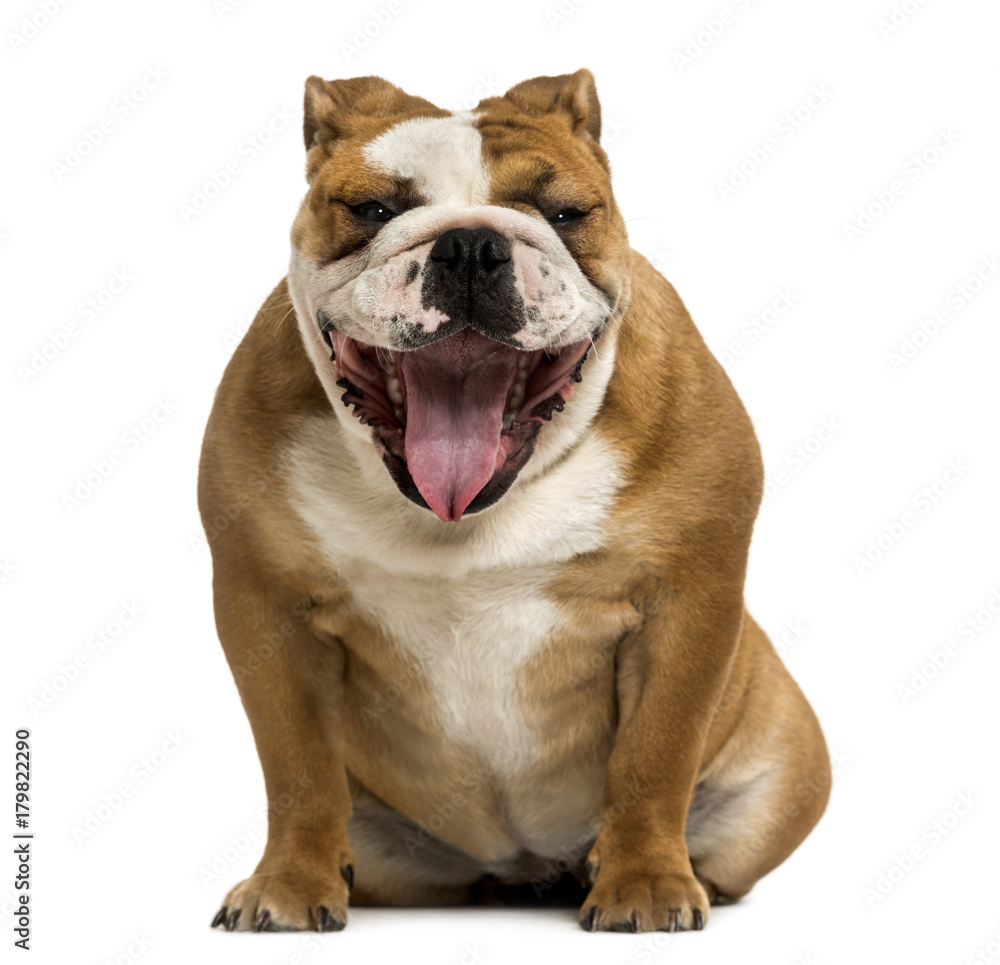 Front view of a English Bulldog yawning, 1 year old, isolated on white