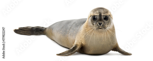 Common seal lying  looking at the camera  Phoca vitulina  8 months old  isolated on white