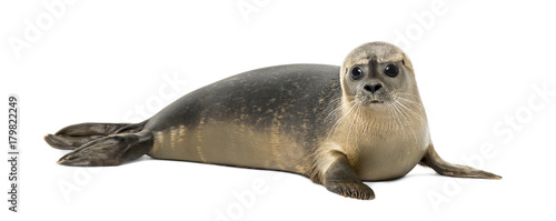 Common seal lying, looking at the camera, Phoca vitulina, 8 months old, isolated on white