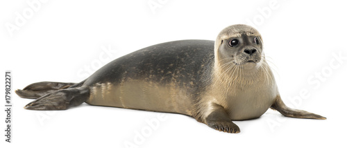 Common seal lying, looking away, Phoca vitulina, 8 months old, isolated on white