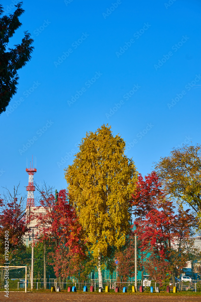 Naklejka premium 校庭の紅葉