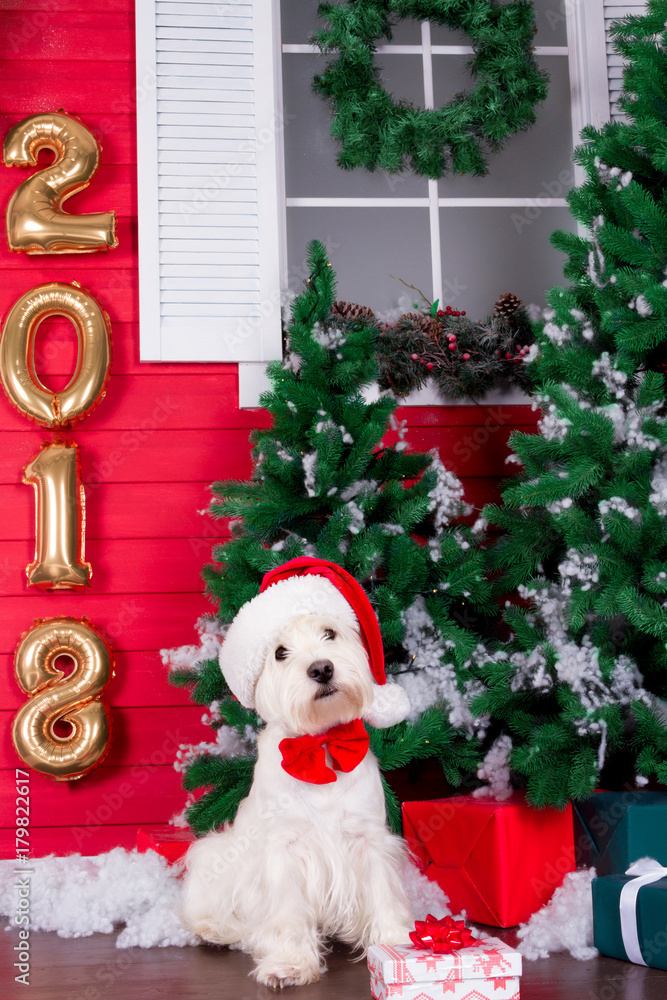 Fototapeta premium Decorated west highland white terrier dog as symbol of 2018 New Year with red bow tie, decorative bows and santa hat and green christmas pine tree with gifts and gold 2018 numbers on background