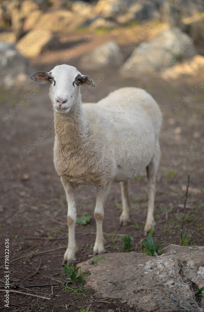Naklejka premium Mediterranean Sheep in evening light.