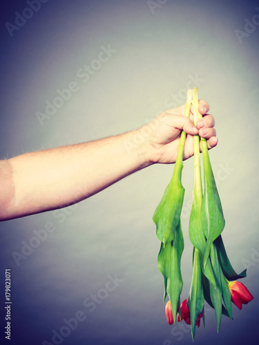 Hand with tulips flowers.