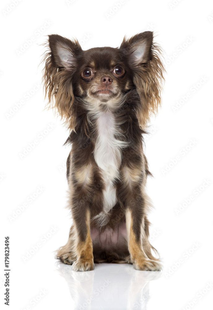 Chihuahua Chihuahua