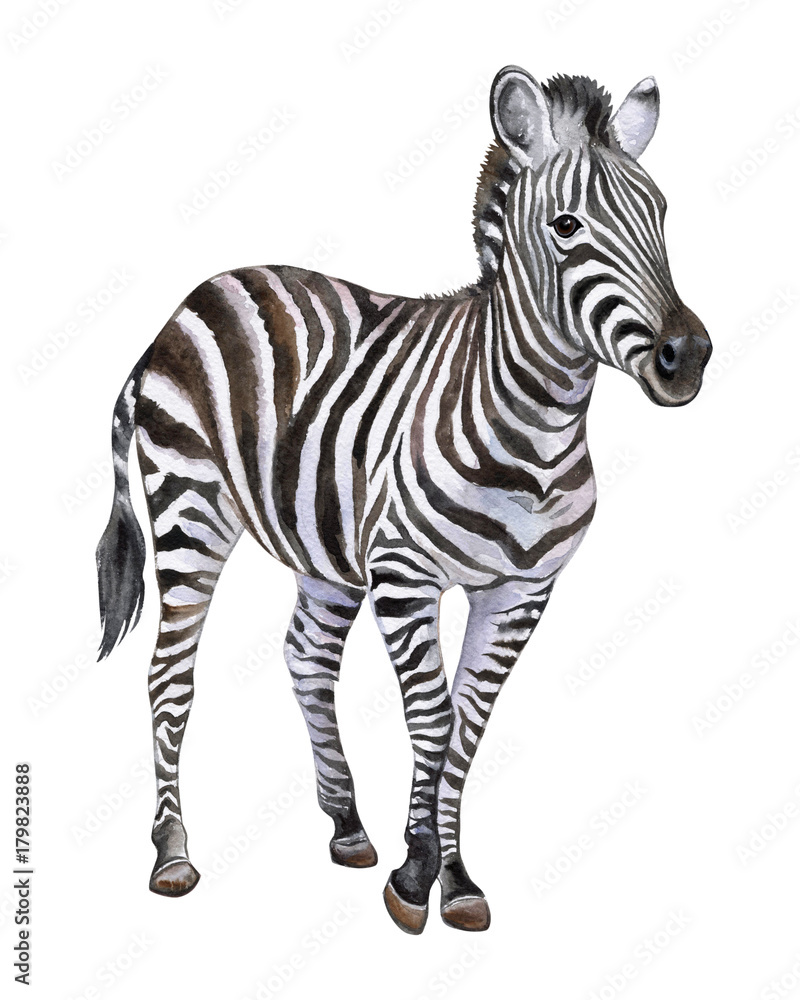 Zebra isolated on white background. Watercolor. Illustration. Picture. Clip-Art. Close-up. Handmade