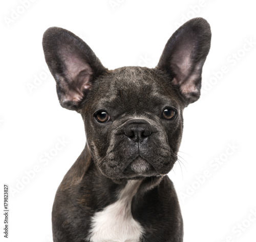 French Bulldog puppy (5 months old) © Eric Isselée