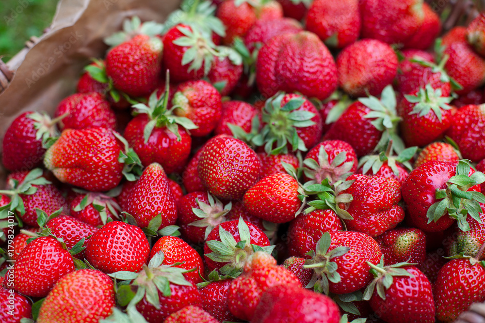 basket with strawberries in garden basket with strawberries in garden