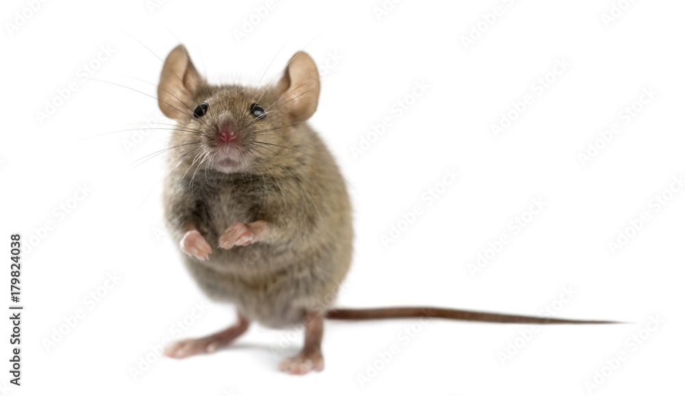 Naklejka premium Drewniana mysz przed białym tłem