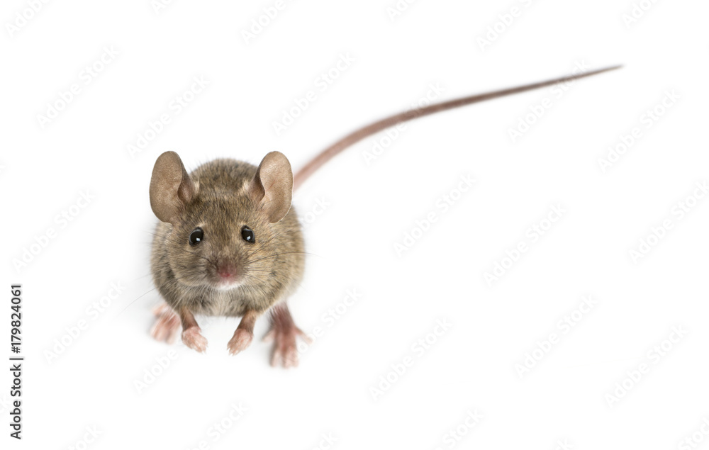 High view of a Wood mouse looking in front of a white background High view of a Wood mouse looking in front of a white background