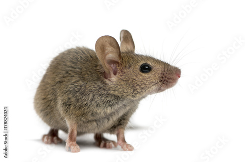 Wood mouse in front of a white background