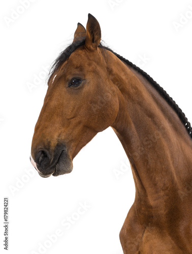 Fototapeta Naklejka Na Ścianę i Meble -  Close-up of an Andalusian horse