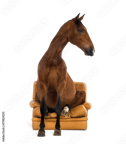 Fototapeta Naklejka Na Ścianę i Meble -  Andalusian horse sitting on an armchair