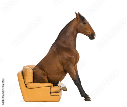 Fototapeta Naklejka Na Ścianę i Meble -  Andalusian horse sitting on an armchair