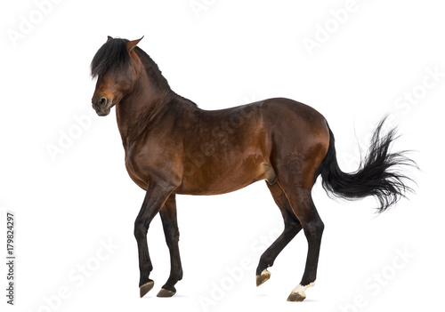 Andalusian horse trotting © Eric Isselée