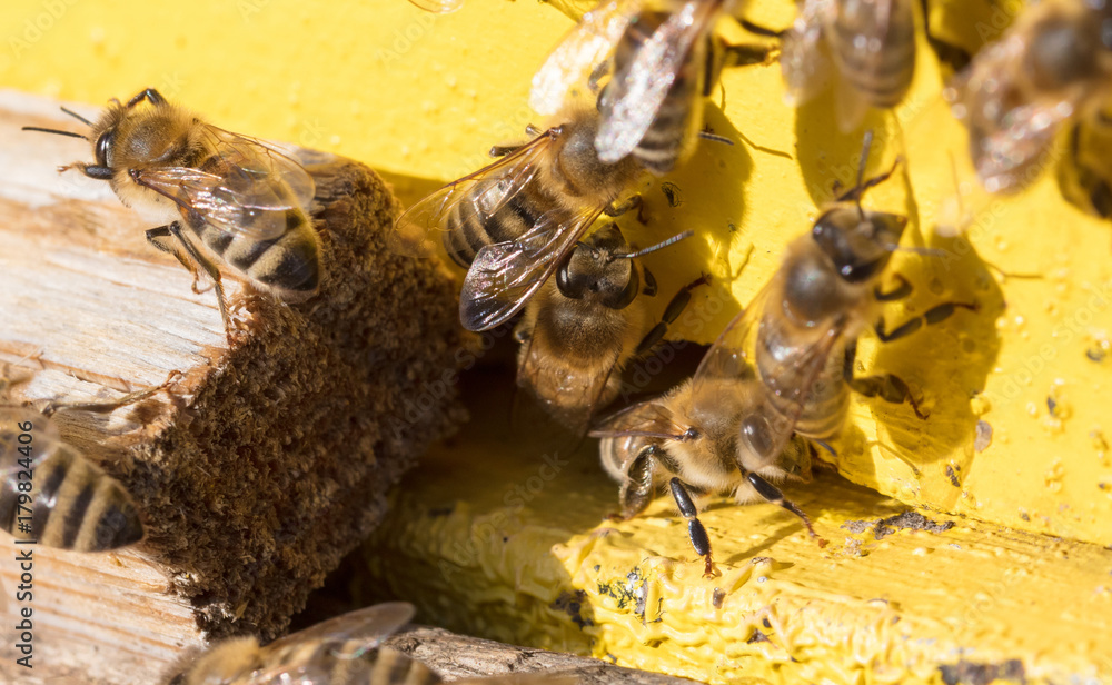 Obraz premium Closeup of a beehive