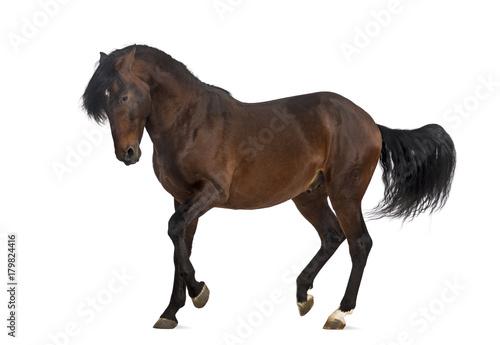 Fototapeta Naklejka Na Ścianę i Meble -  Andalusian horse trotting