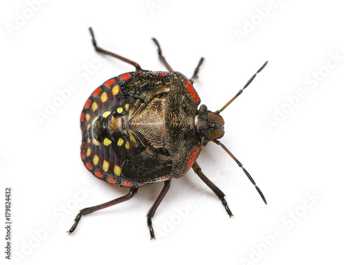 Southern green stink bug, Nezara viridula © Eric Isselée