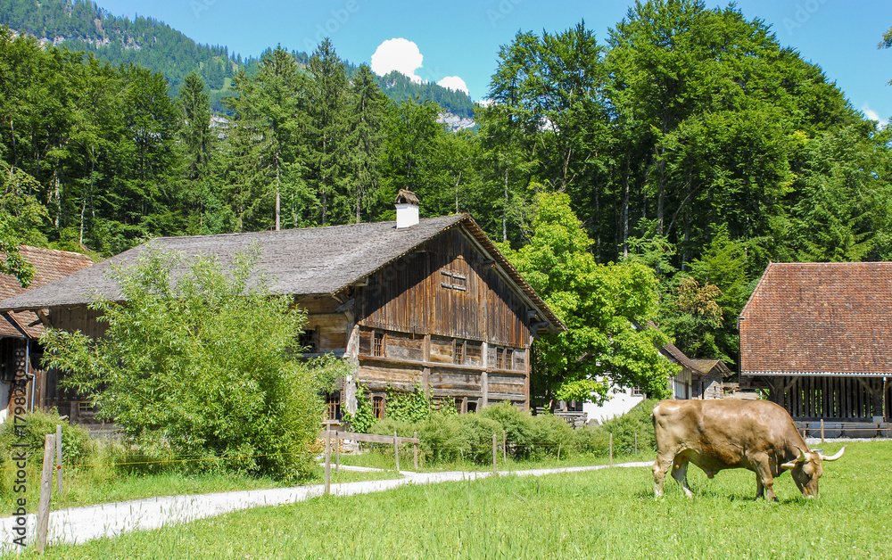 Bucolic view of a traditional Swiss countryside scene with farm house and cow