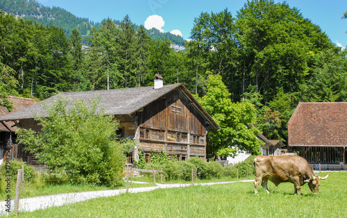 Obraz na płótnie Bucolic view of a traditional Swiss countryside scene with farm house and cow w salonie