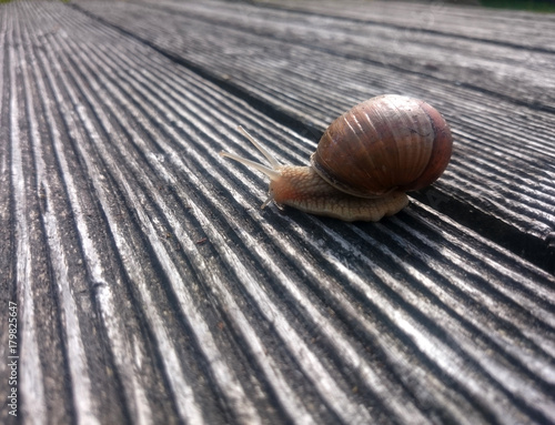 Weinbergschnecke Snail