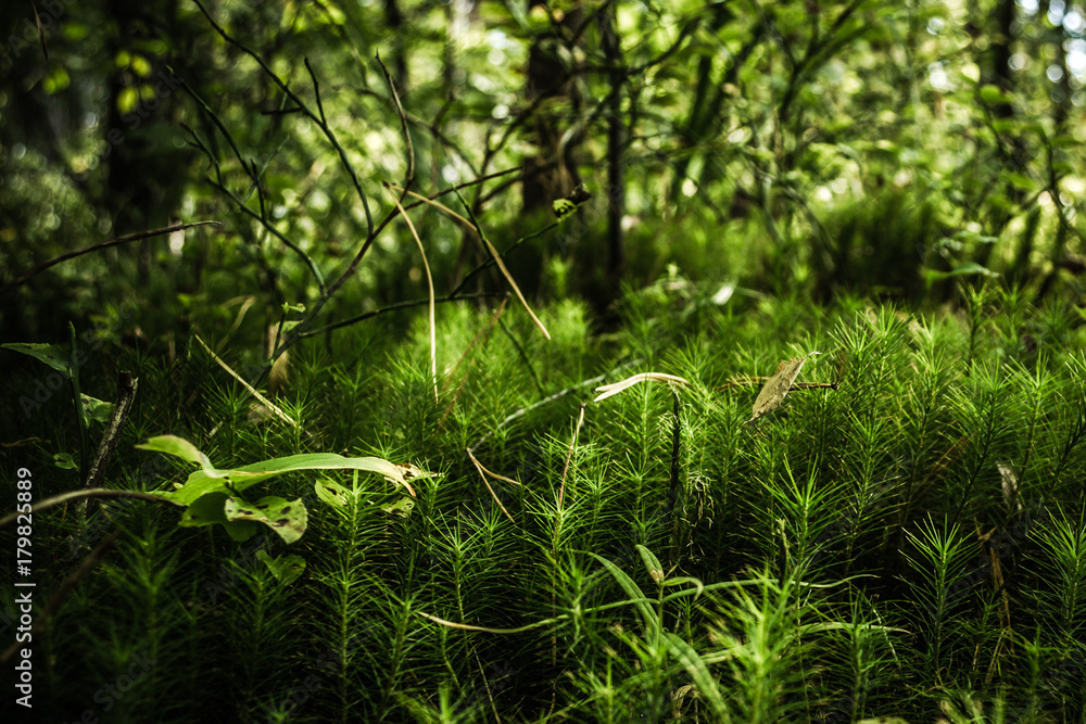Green moss in the forest Green moss in the forest