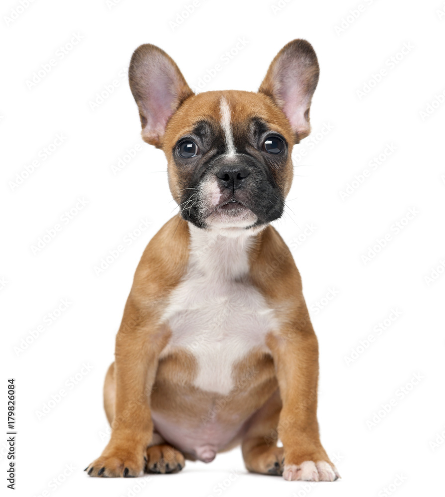 French bulldog puppy in front of a white background