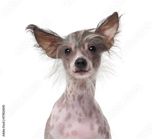 Chinese Crested Dog (8 months old) in front of a white backgroun © Eric Isselée