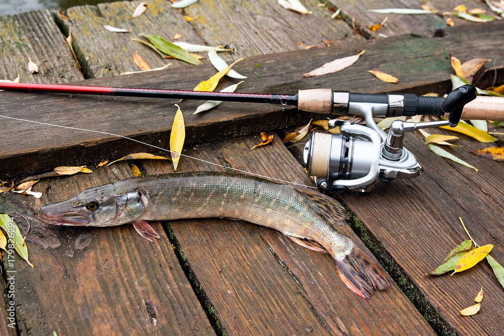 Freshwater pike and fishing equipment lies on wooden background with yellow leaves.. Freshwater pike and fishing equipment lies on wooden background with yellow leaves..