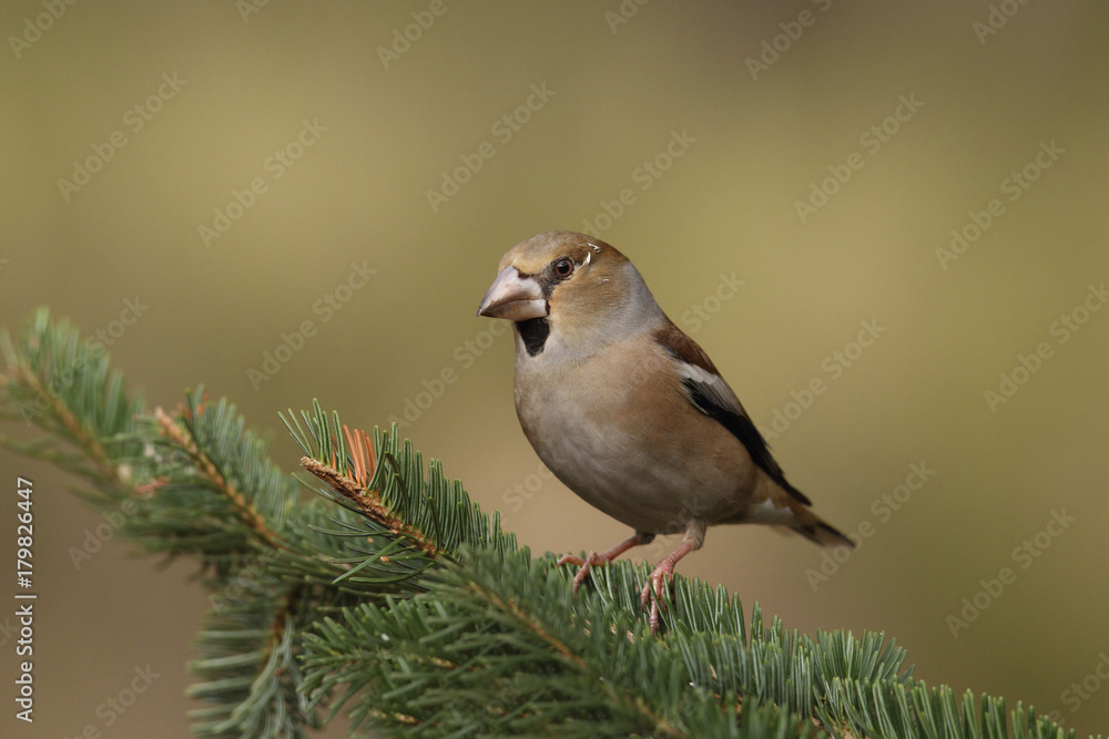 Hawfinch at feeding point Hawfinch at feeding point