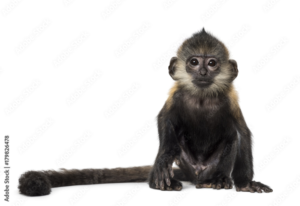 Baby Francois Langur (4 months) Baby Francois Langur (4 months)