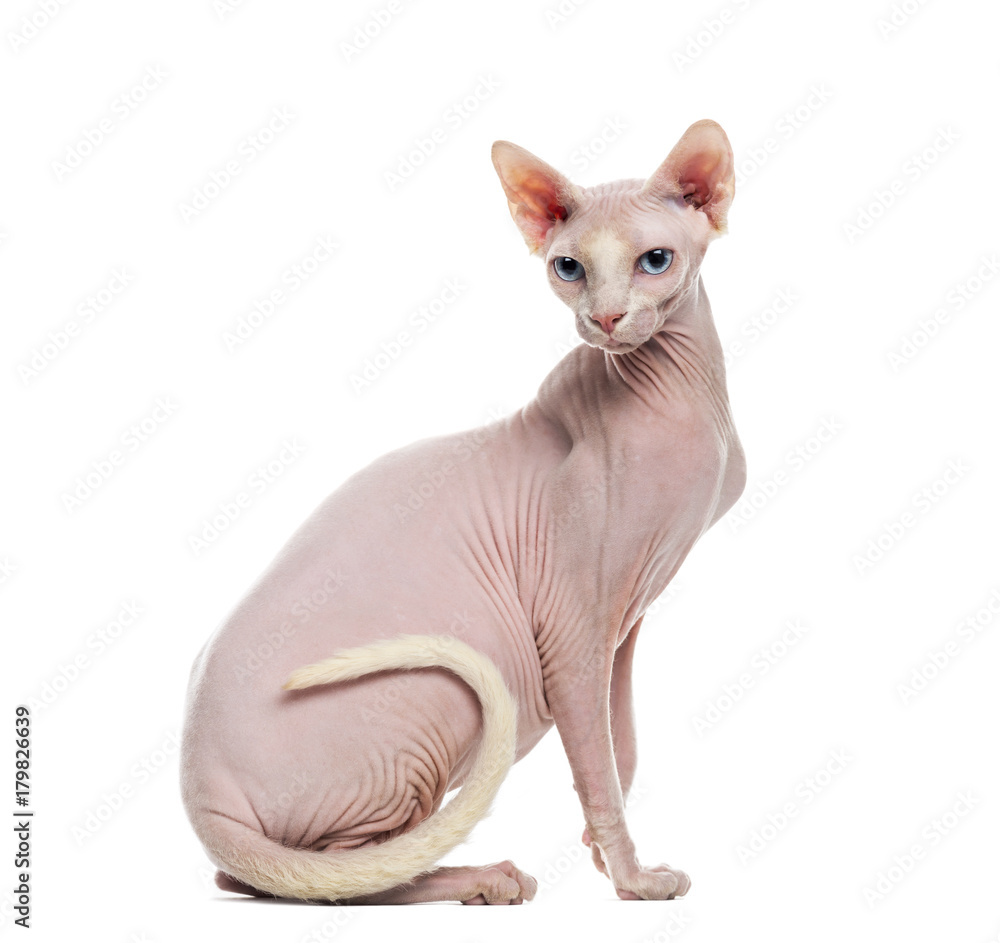 Fototapeta premium Sphynx
