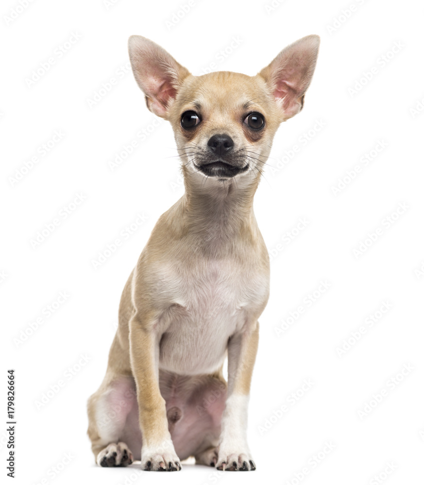 Chihuahua puppy (4 months old)