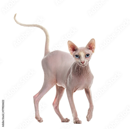 Fototapeta Naklejka Na Ścianę i Meble -  Sphynx