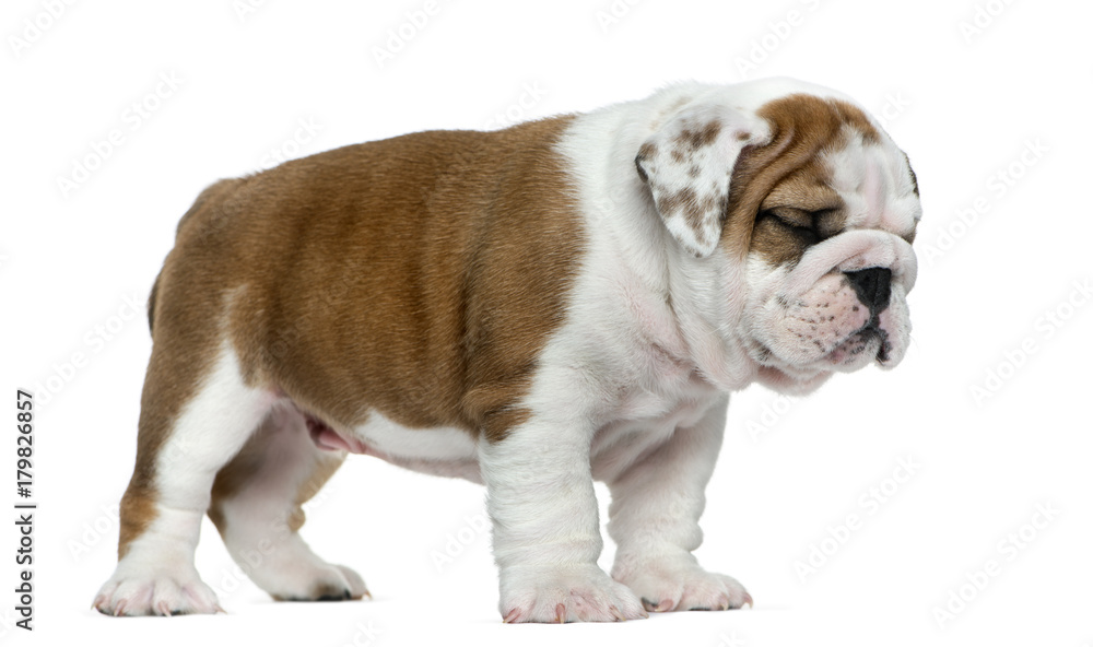 Obraz premium English bulldog puppy in front of white background