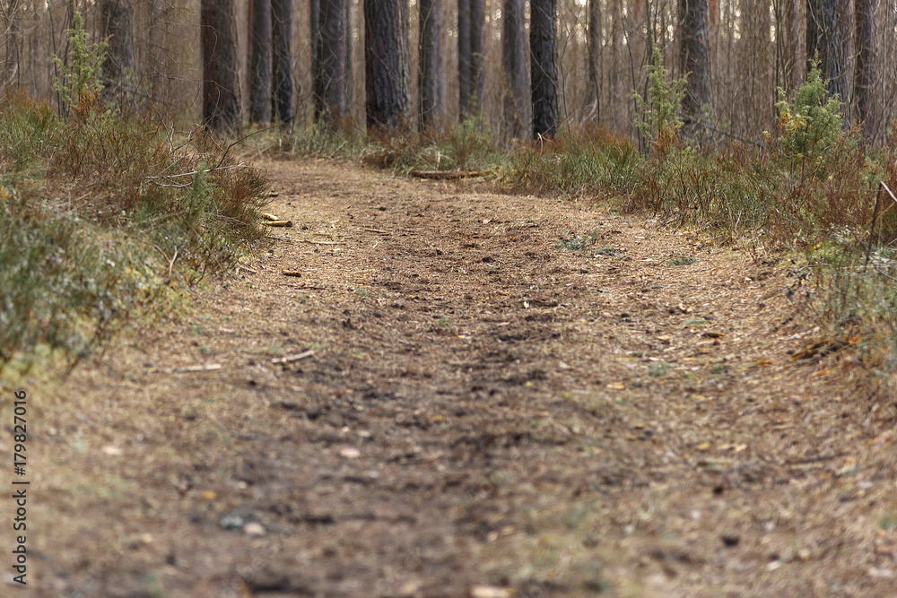 Fototapeta premium Empty forest path strewn with pine needles turn among the pine trees