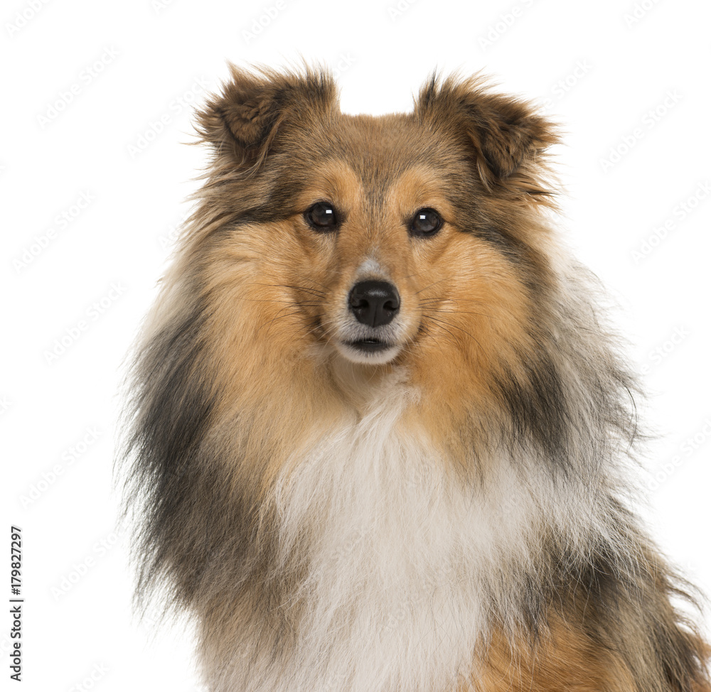 Close-up of a Shetland Sheepdog in front of a white background Close-up of a Shetland Sheepdog in front of a white background