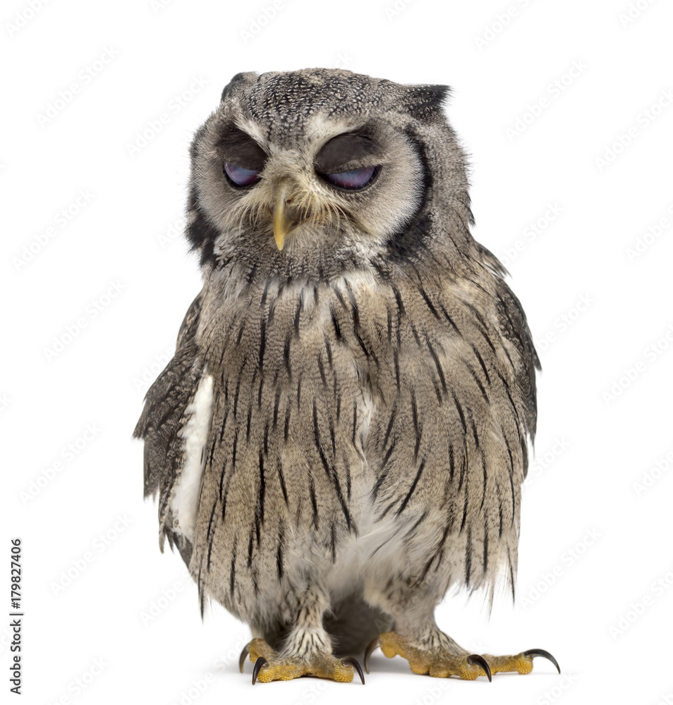 Northern white-faced owl winking - Ptilopsis leucotis (1 year ol Northern white-faced owl winking - Ptilopsis leucotis (1 year ol