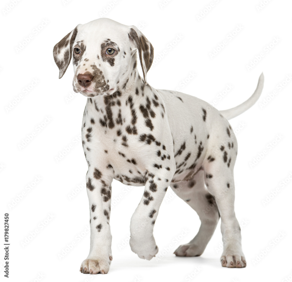 Dalmatian puppy walking in front of a white background