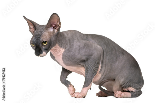 Sad and guilty Sphynx isolated on white © Eric Isselée