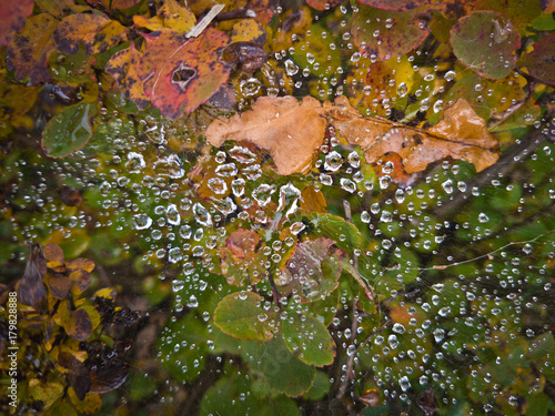 Drops on the web above the autumnal foliage photo