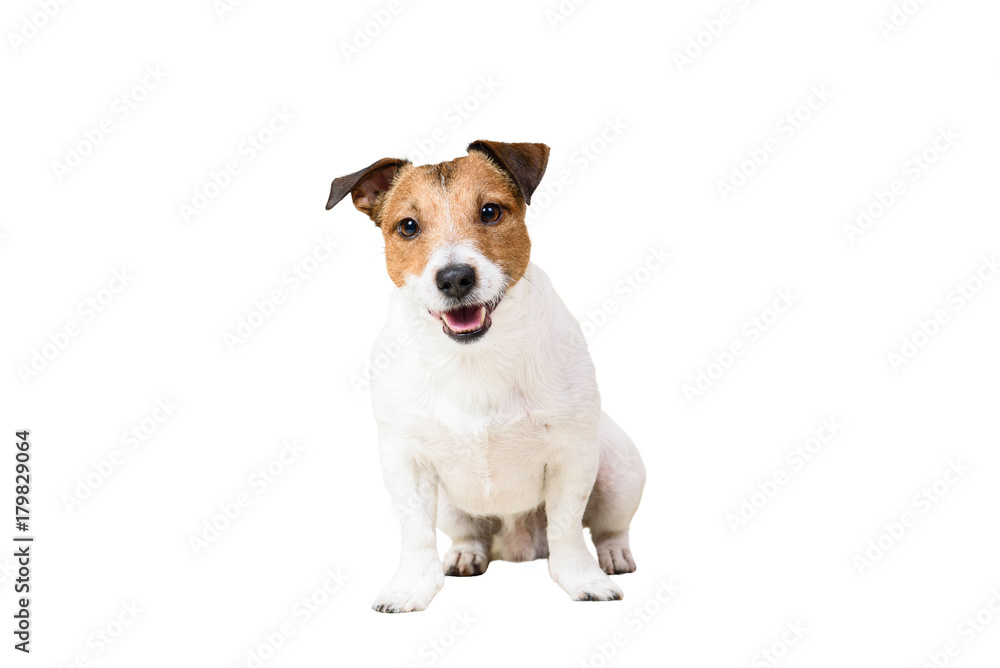 Cute Jack Russell Terrier dog sitting at studio isolated on white background