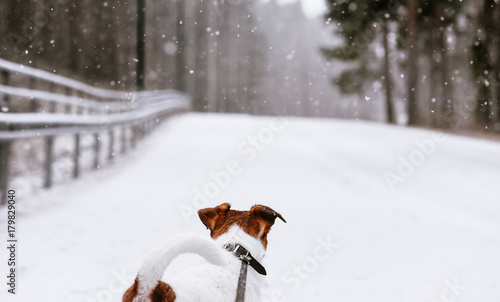 Fototapeta Naklejka Na Ścianę i Meble -  Dog on leash looking on open road at winter snowy day