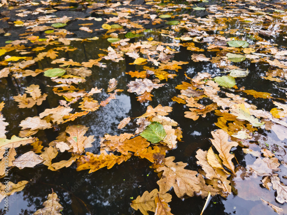 Autumnal leaves on the water surface Autumnal leaves on the water surface