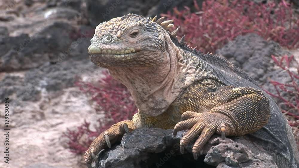 Huge Iguana on rocky coast of Galapagos Iguana. Amazing reptiles like dinosaurs. Wildlife animals. Nature of Ecuador. Herbivorous inhabitants of ocean. Huge Iguana on rocky coast of Galapagos Iguana. Amazing reptiles like dinosaurs. Wildlife animals. Nature of Ecuador. Herbivorous inhabitants of ocean.