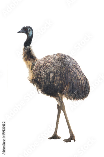 ostrich Emu photo