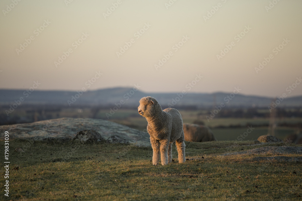 Sheep in Field at Sunset