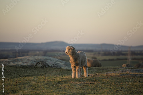 Obraz na płótnie Sheep in Field at Sunset w salonie