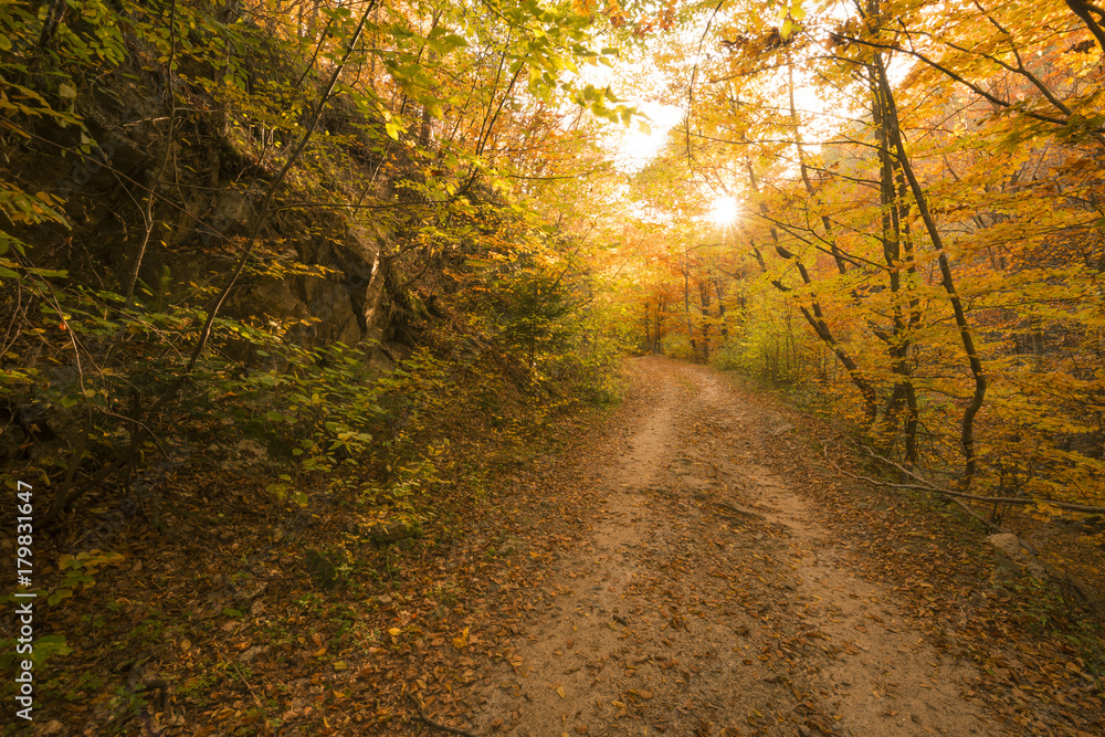 Autumn path in the forest Autumn path in the forest
